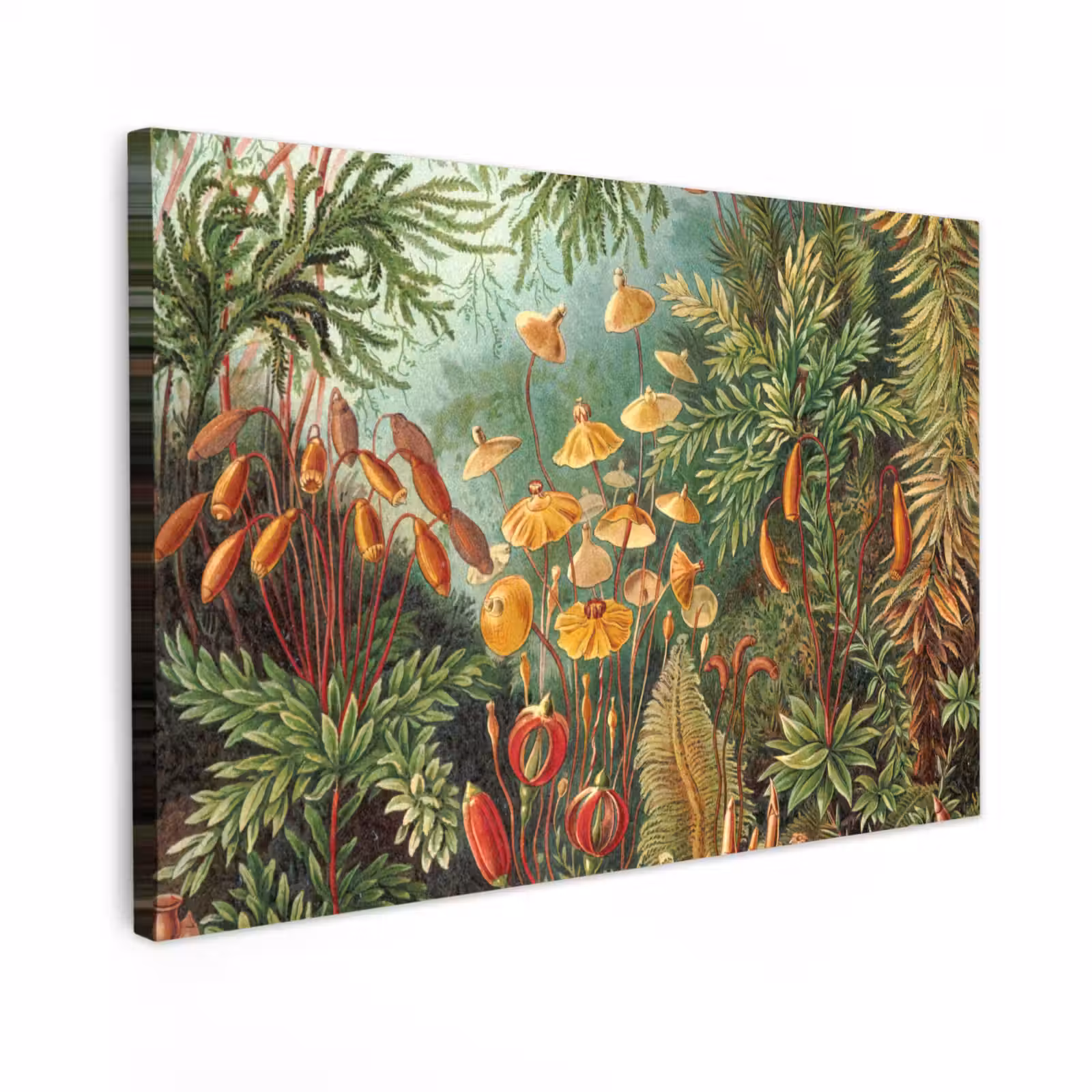 Canvas schilderij - Design - Natuur - Paddenstoelen - Ernst Haeckel — 1