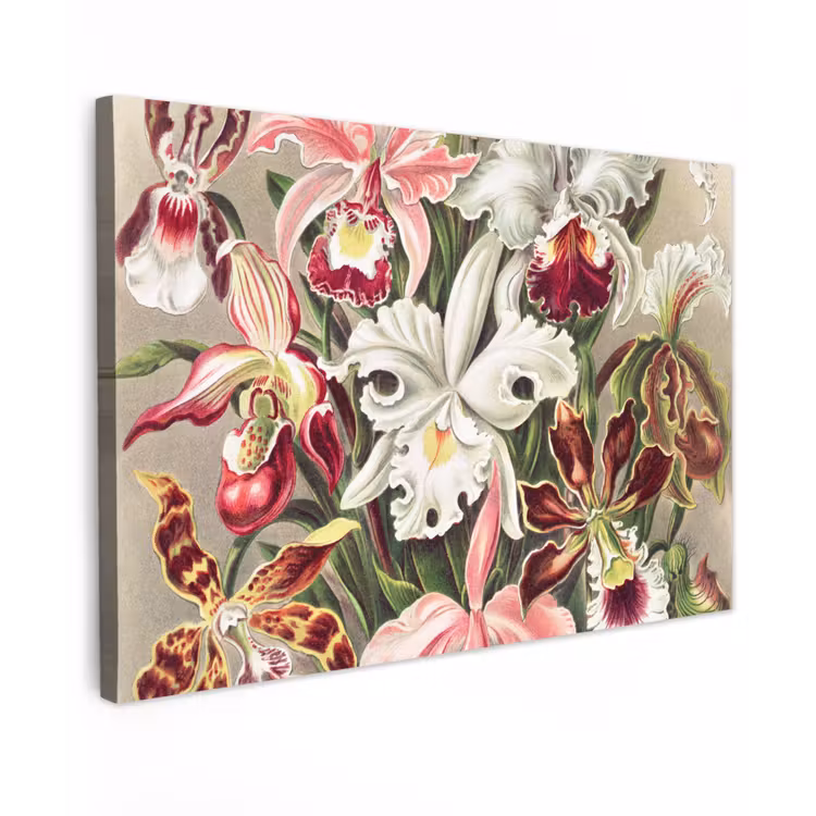 Canvas schilderij - Bloemen - Ernst Haeckel - Vintage - Orchidee — 1