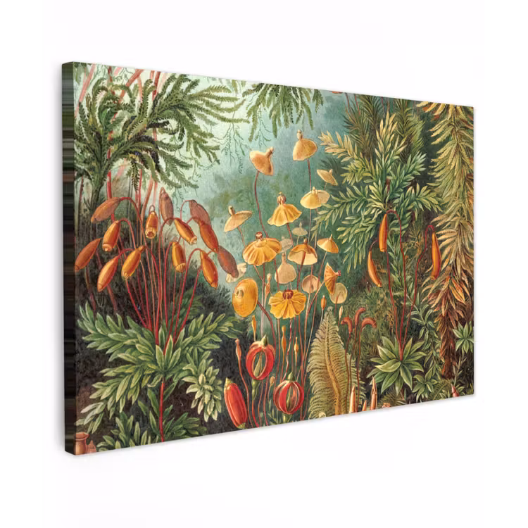 Canvas schilderij - Design - Natuur - Paddenstoelen - Ernst Haeckel — 1