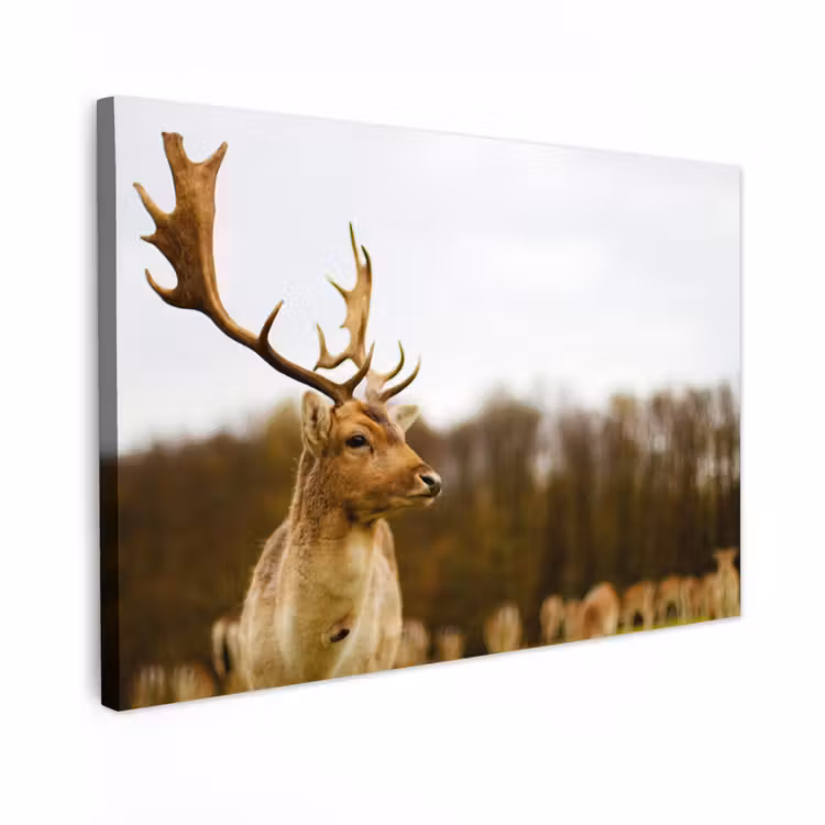 Canvas schilderij - Damhert - Bos - Kudde - Dieren - Natuur — 1