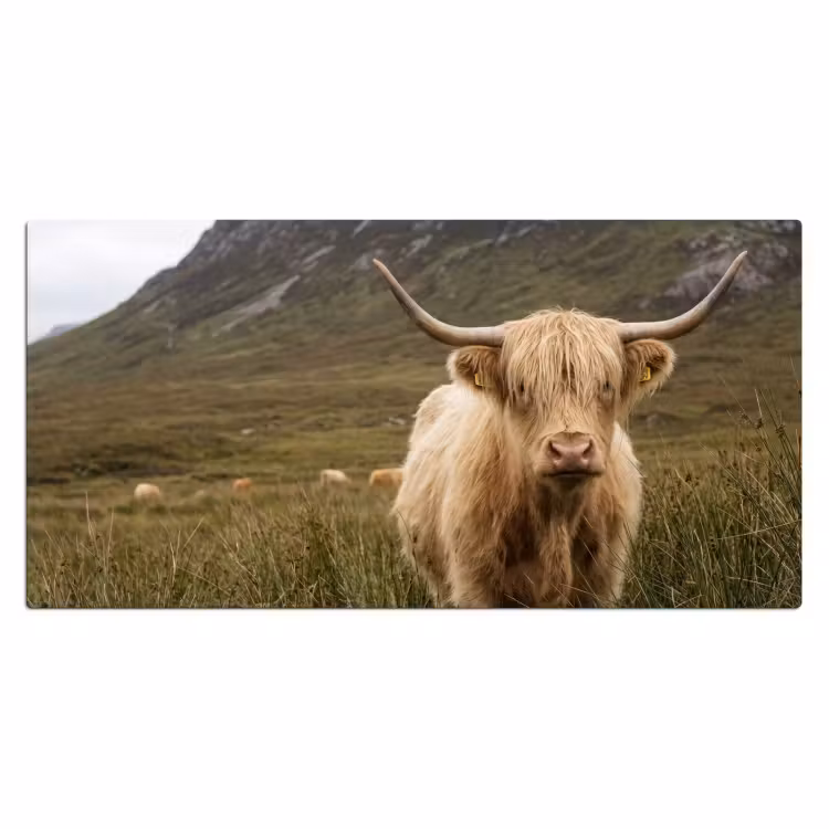 Bureau onderlegger - Schotse hooglander - Bergen - Grasveld — 2