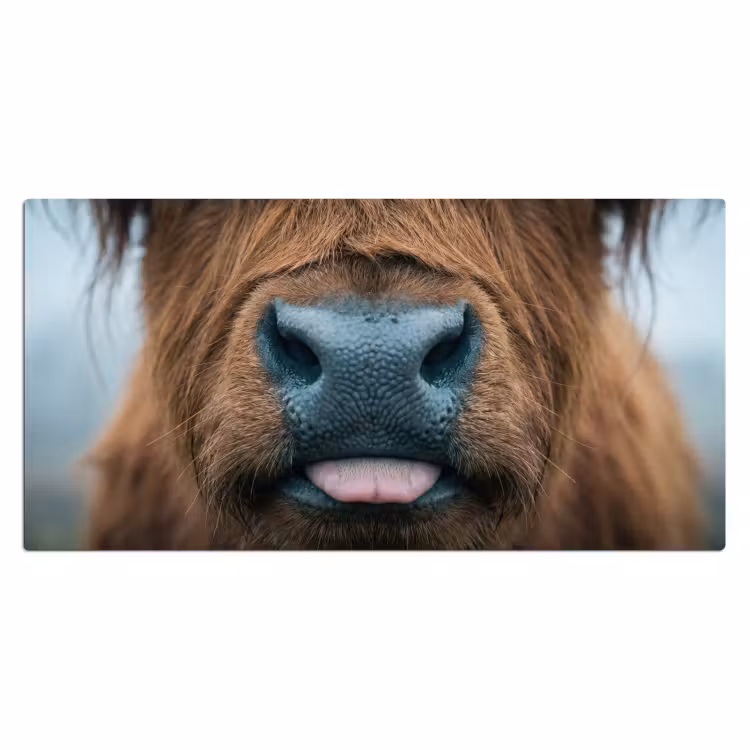 Bureau onderlegger - Schotse hooglander - Neus - Bruin — 2