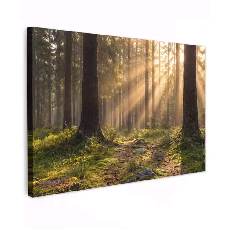Canvas schilderij - Bos - Zonlicht - Gras — 1