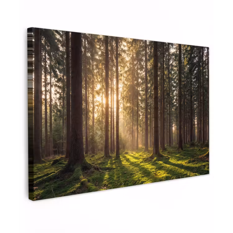 Canvas schilderij - Bos - Gras - Zonlicht — 1