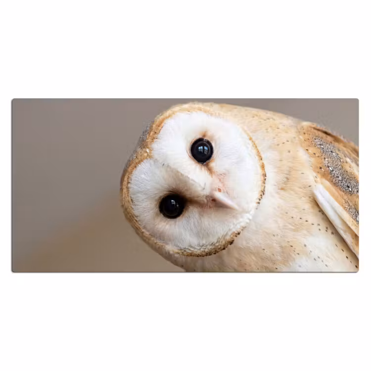 Bureau onderlegger - Uil - Bruin - Wit — 2