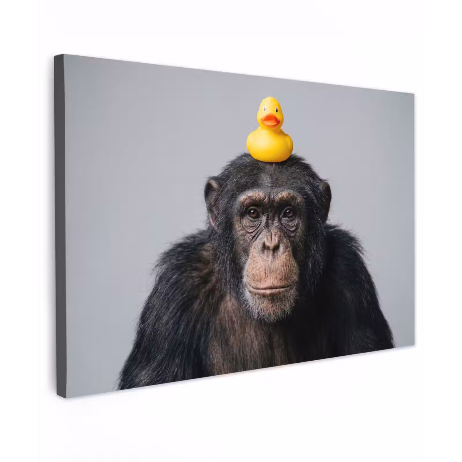 Canvas schilderij - Chimpansee - Badeend - Grijs — 1