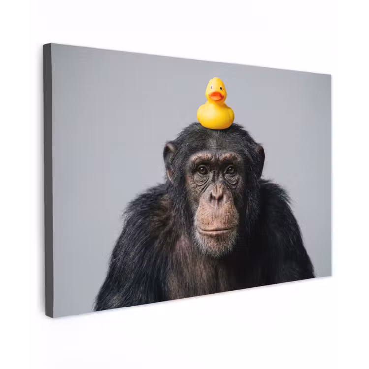 Canvas schilderij - Chimpansee - Badeend - Grijs — 1