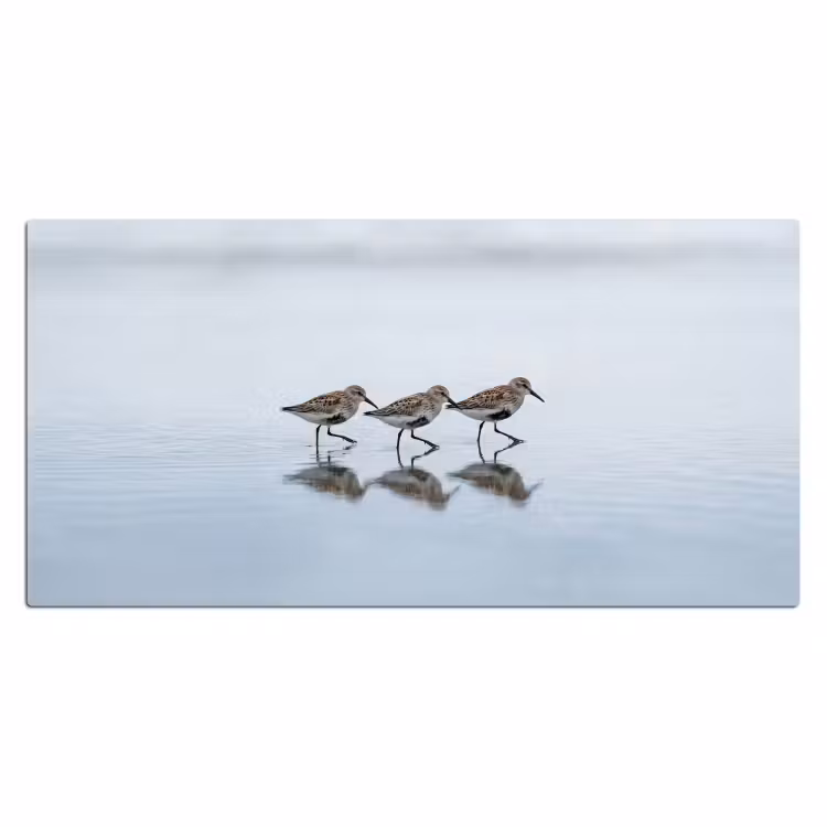 Bureau onderlegger - Vogels - Water - Grijs — 2