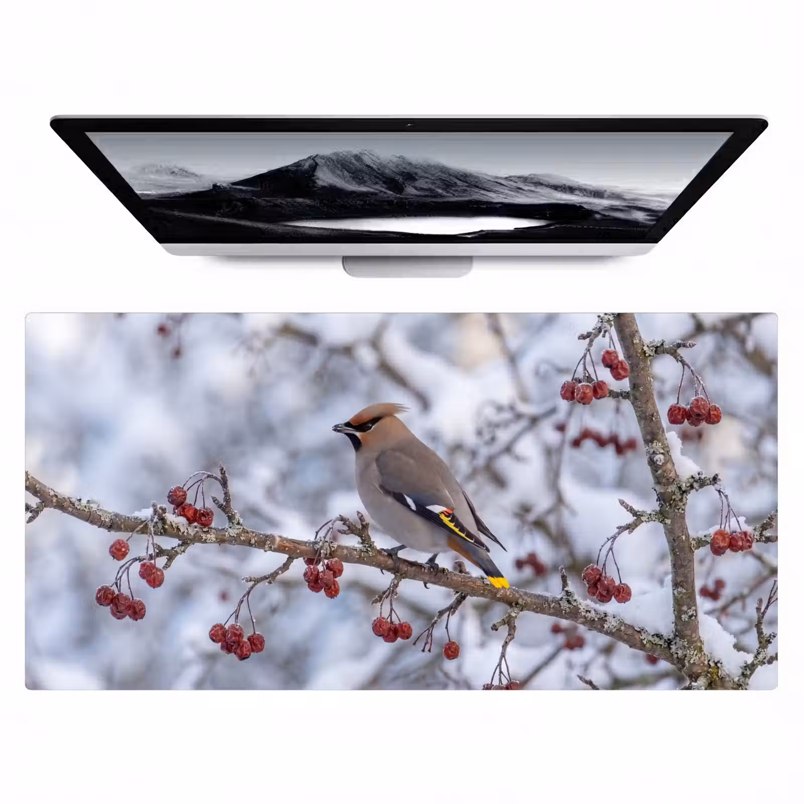 Bureau onderlegger - Pestvogel - Bessen - Winter - Natuur — 1