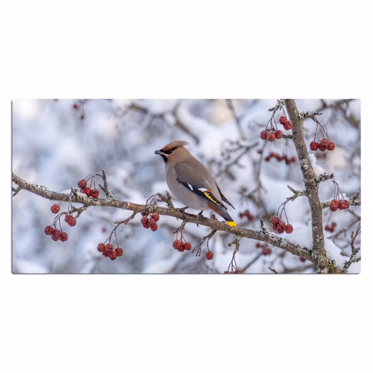 Bureau onderlegger - Pestvogel - Bessen - Winter - Natuur — 2