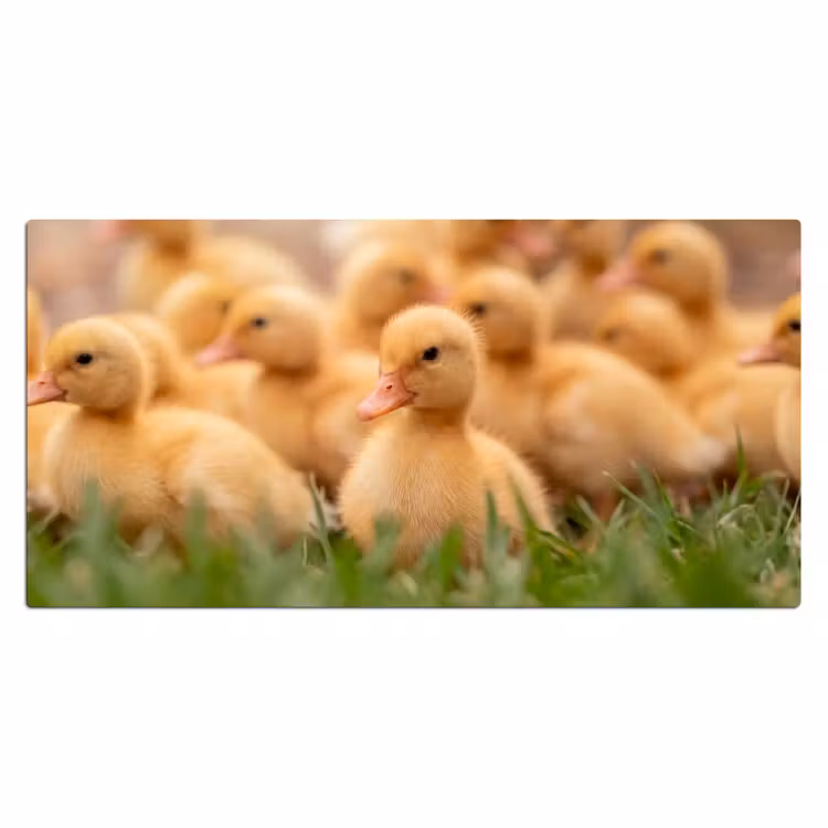 Bureau onderlegger - Pijltje - Eend - Natuur - Geel — 2