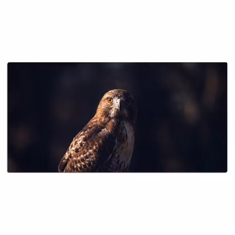 Bureau onderlegger - Roofvogel - Buizerd - Bruin — 2