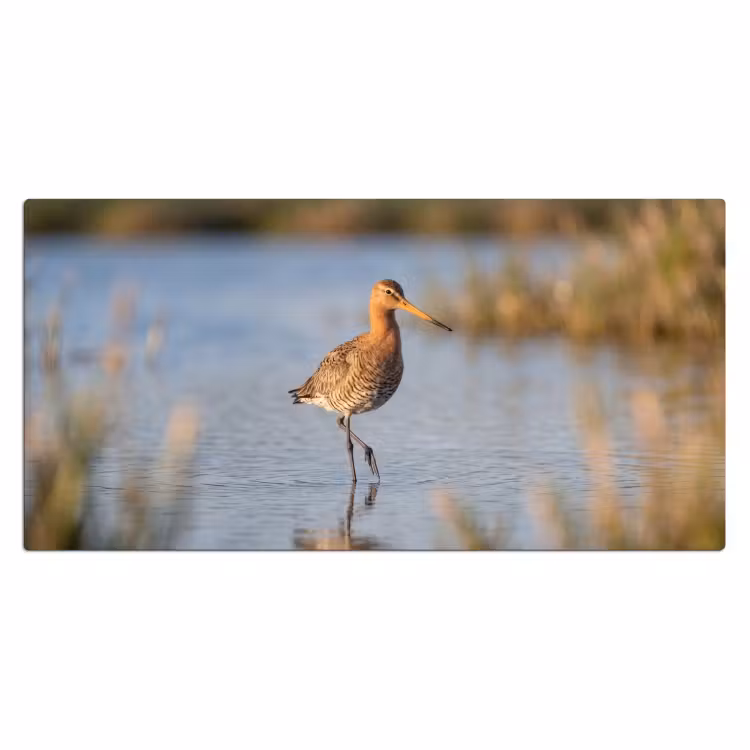 Bureau onderlegger - Vogel - Steltloper - Water - Natuur — 2