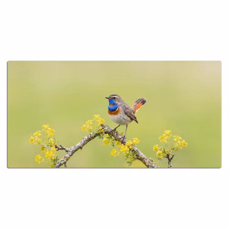 Bureau onderlegger - Vogel - Tak - Natuur - Kleurrijk — 2