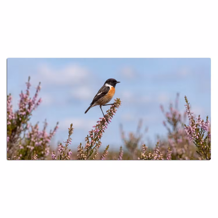 Bureau onderlegger - Roodborsttapuit - Heide - Paars - Natuur - Sfeervol — 2