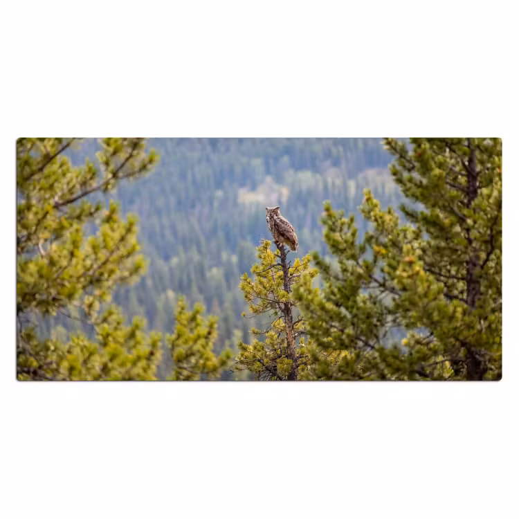 Bureau onderlegger - Uil - Oehoe - Bomen - Natuur — 2