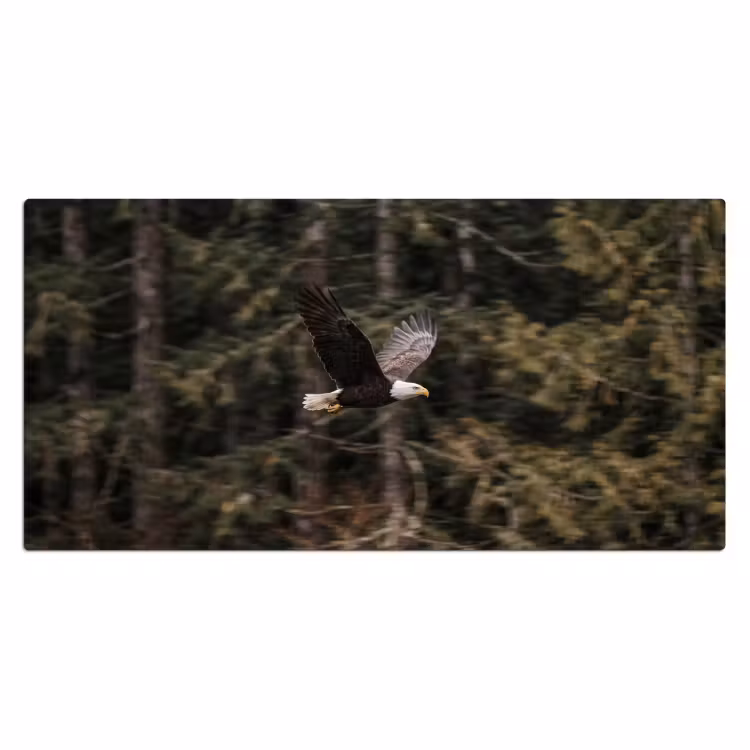 Bureau onderlegger - Zeearend - Vliegen - Bos - Natuur — 2
