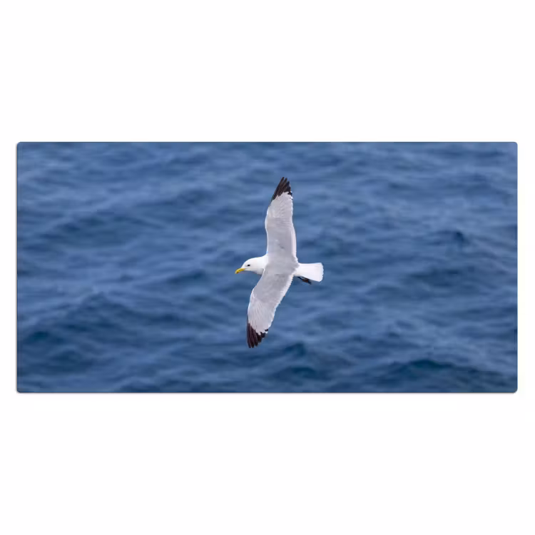 Bureau onderlegger - Zeemeeuw - Oceaan - Blauw — 2