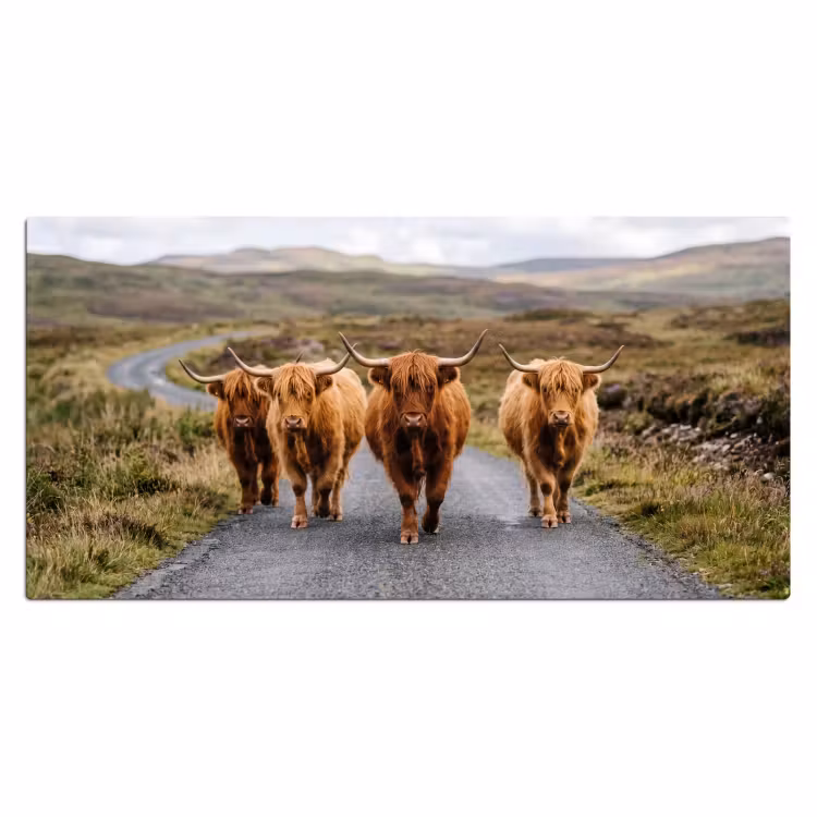 Bureau onderlegger - Schotse Hooglanders - Weg - Landschap - Kudde — 2