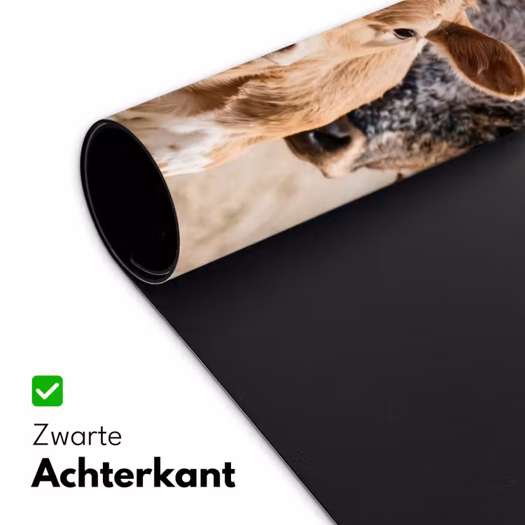 Bureau onderlegger - Texas Longhorn - Kalf - Weide - Dieren — 5