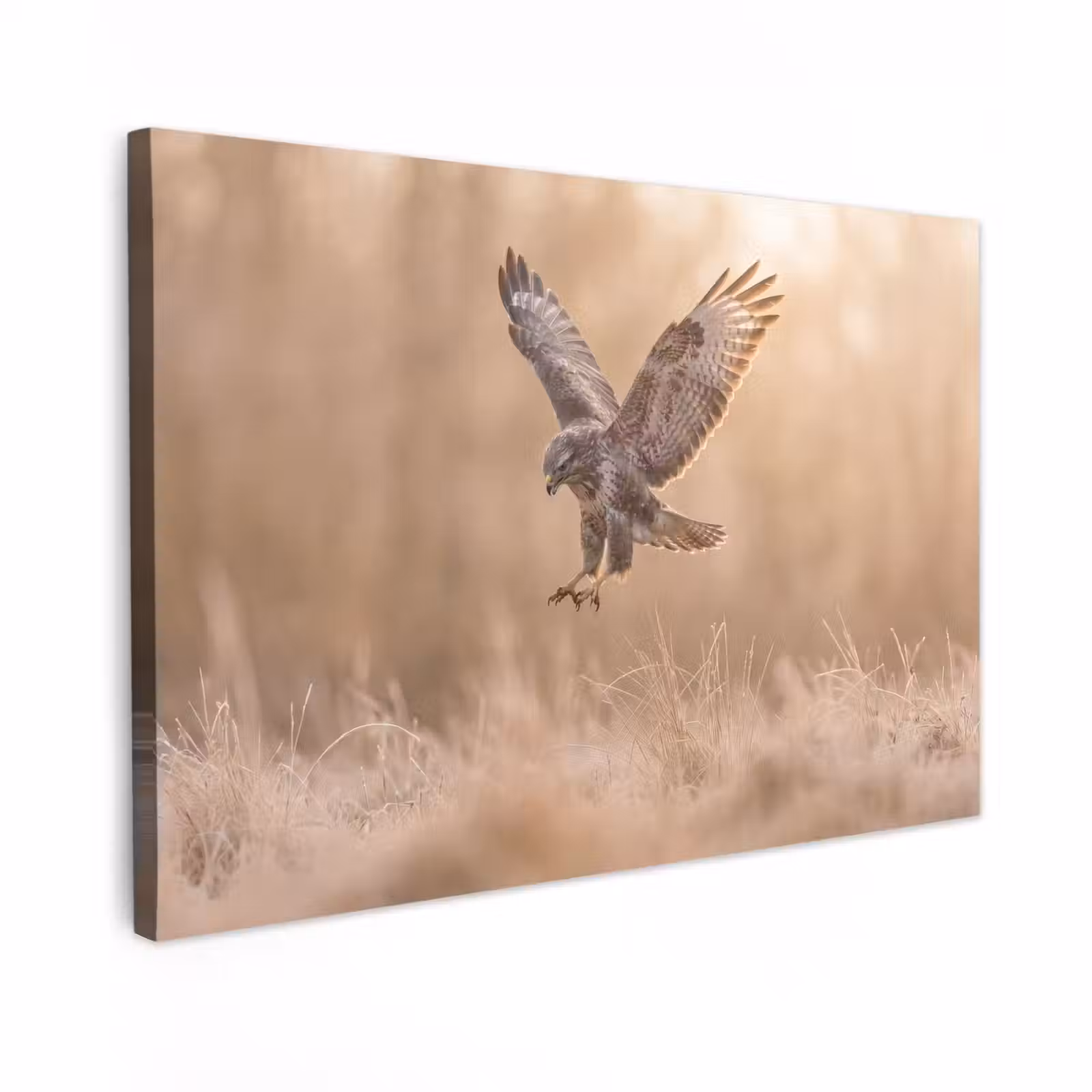 Canvas schilderij - Buizerd - Roofvogel - Natuur - Bruin — 1
