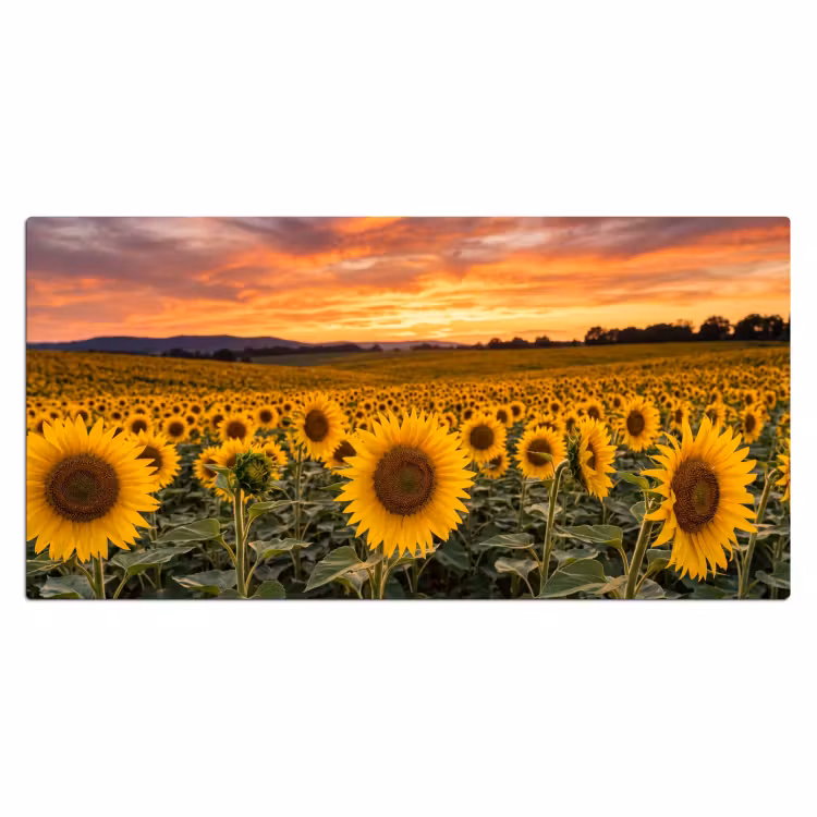 Bureau onderlegger - Zonnebloemen - Heuvellandschap - Geel — 2