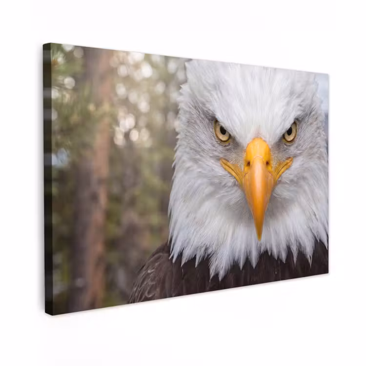 Canvas schilderij - Amerikaans - Zeearend - Portret - Geel — 1