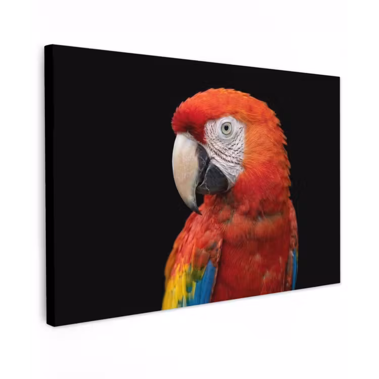 Canvas schilderij - Ara - Portret - Rood — 1
