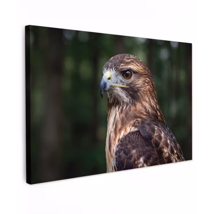 Canvas schilderij - Buizerd - Roofvogel - Natuur - Bruin — 1