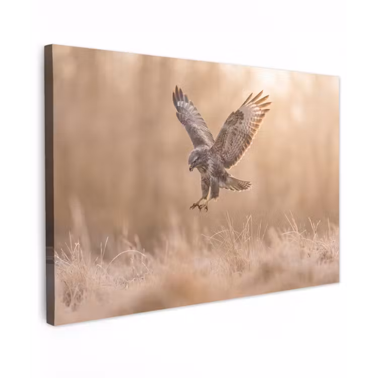 Canvas schilderij - Buizerd - Roofvogel - Natuur - Bruin — 1
