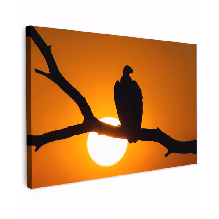 Canvas schilderij - Gier - Tak - Zon - Oranje — 1