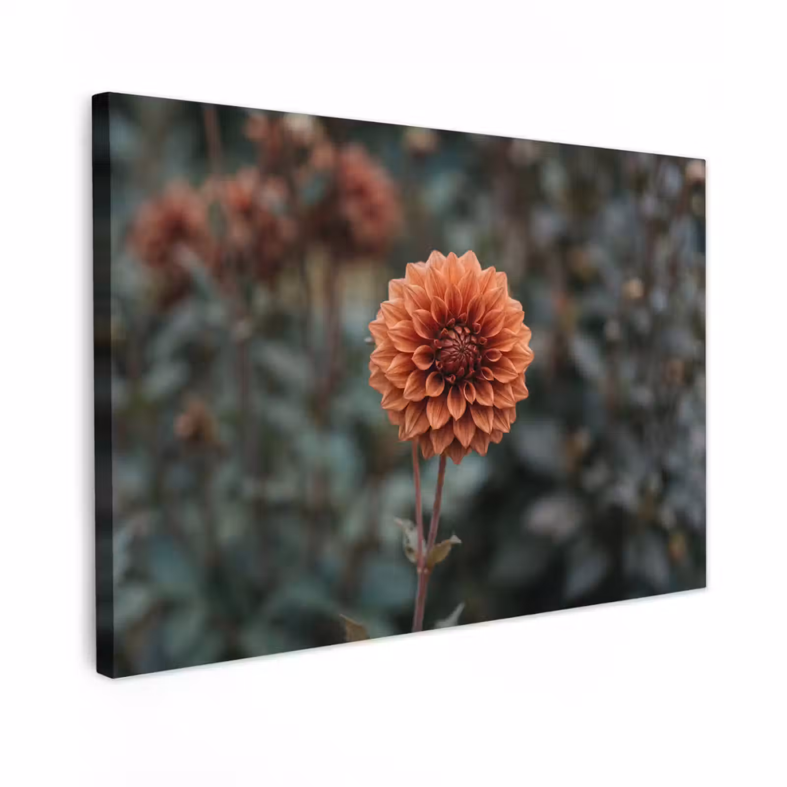 Canvas schilderij - Dahlia - Bloem - Natuur - Sfeervol — 1