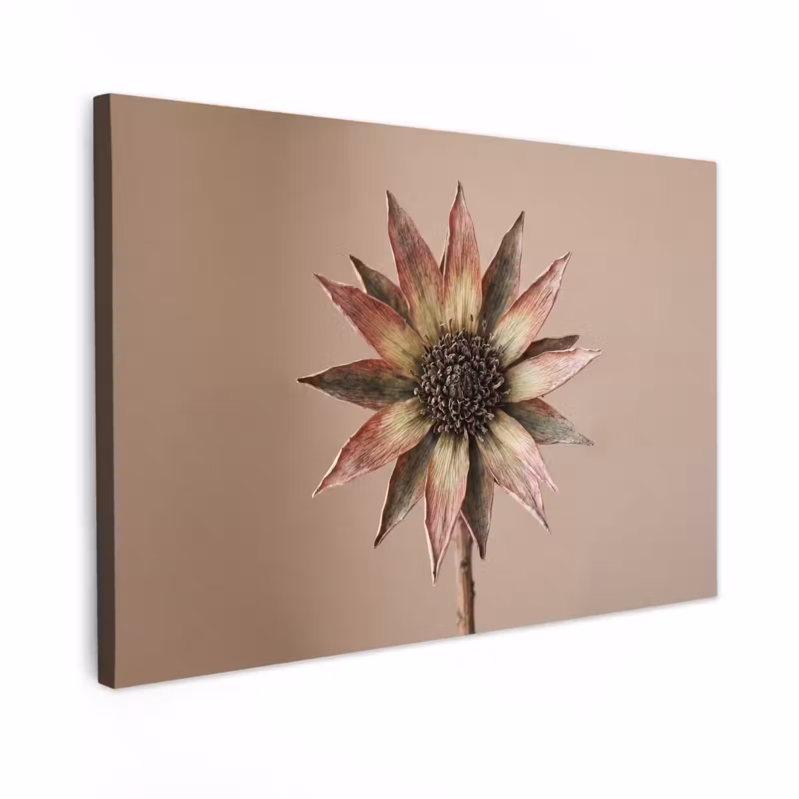 Canvas schilderij - Droogbloem - Protea - Vintage - Beige - Rustiek — 1