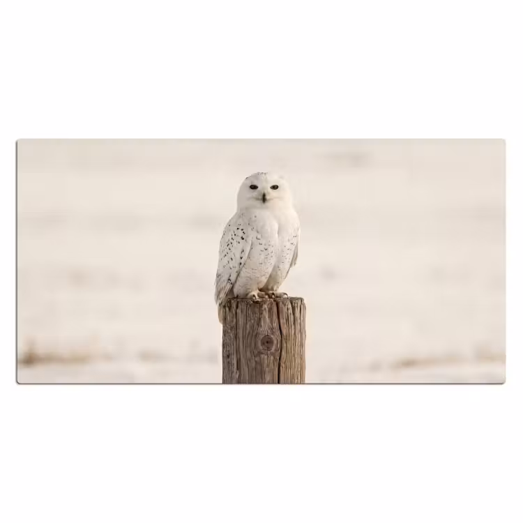Bureau onderlegger - Sneeuwuil - Paal - Winter - Portret - Majestueus — 2