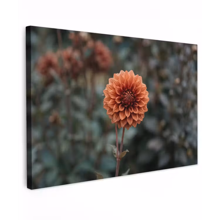 Canvas schilderij - Dahlia - Bloem - Natuur - Sfeervol — 1