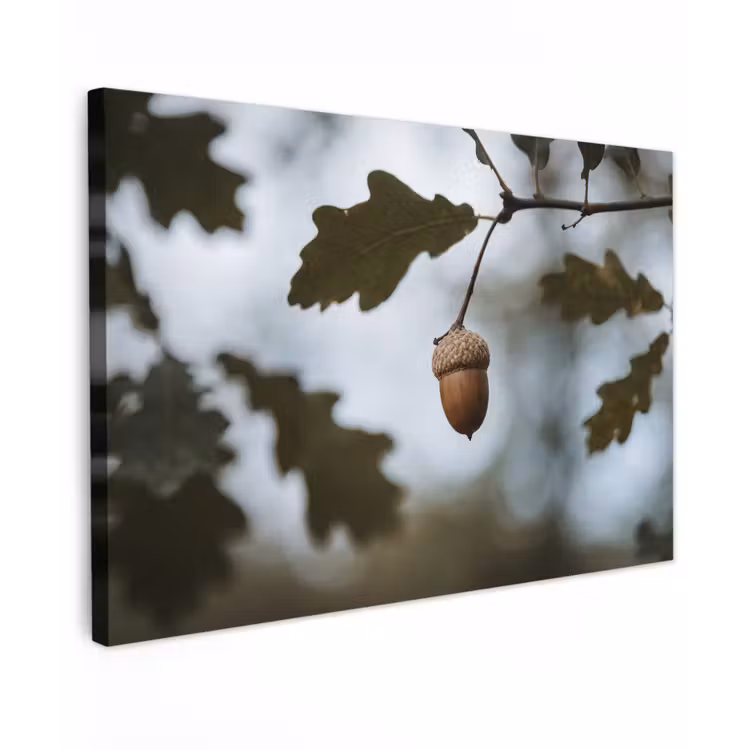 Canvas schilderij - Eikel - Eikenblad - Bos - Herfst - Natuur — 1
