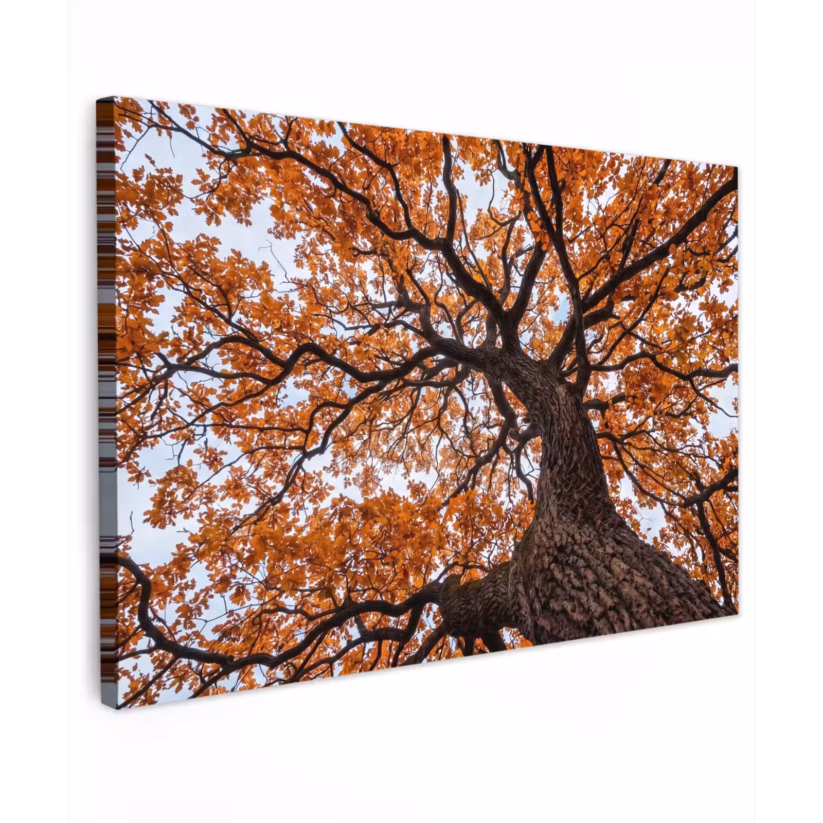 Canvas schilderij - Boom - Bladerdak - Herfst - Oranje - Sfeervol — 1