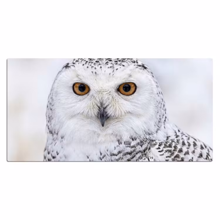 Bureau onderlegger - Sneeuwuil - Oog - Wildlife - Wit — 2