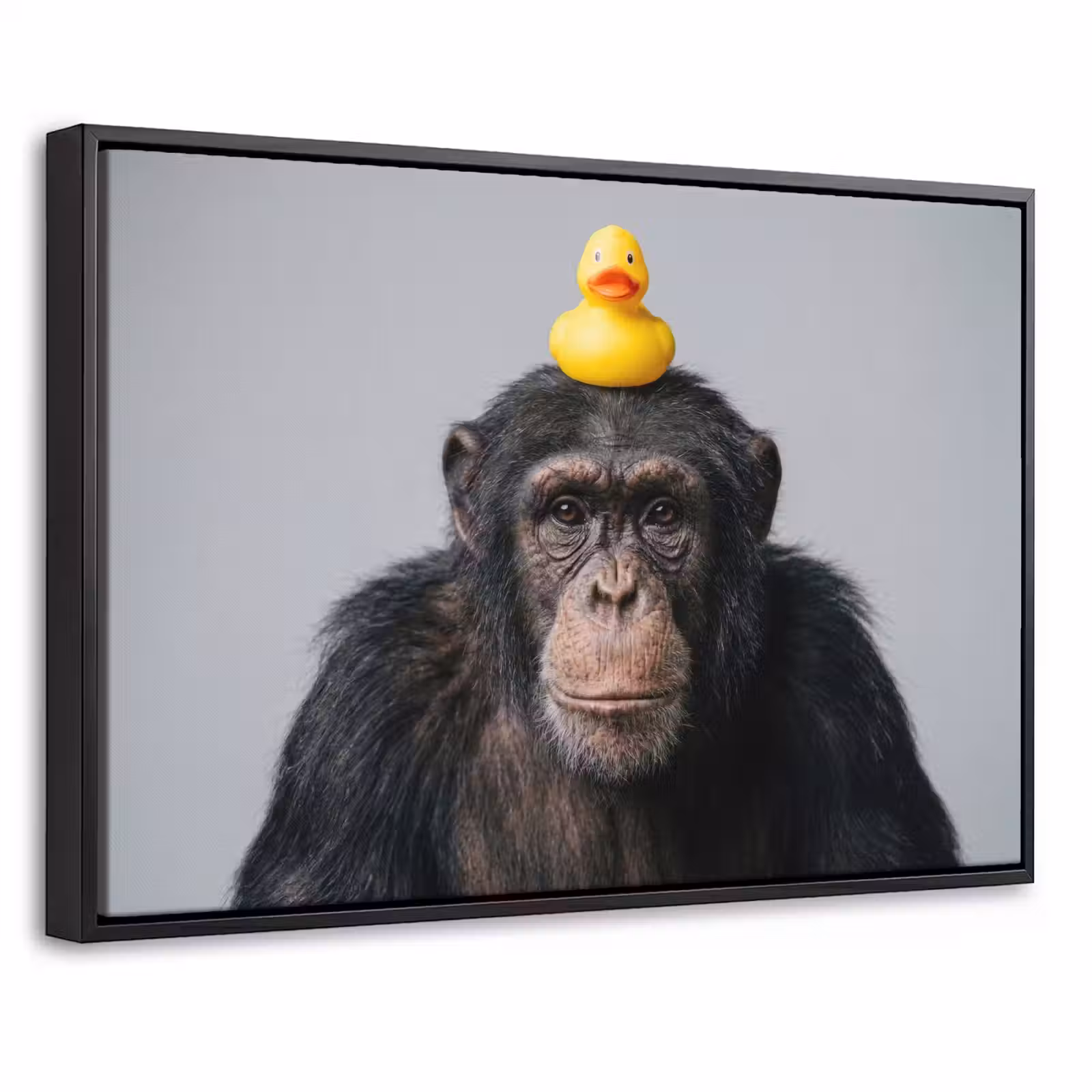 Canvas met lijst - Chimpansee - Badeend - Grijs — 1