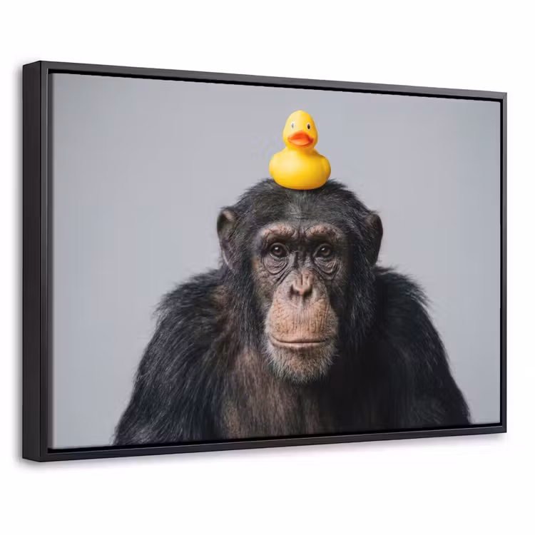 Canvas met lijst - Chimpansee - Badeend - Grijs — 1