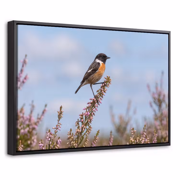 Canvas met lijst - Roodborsttapuit - Heide - Paars - Natuur - Sfeervol — 1