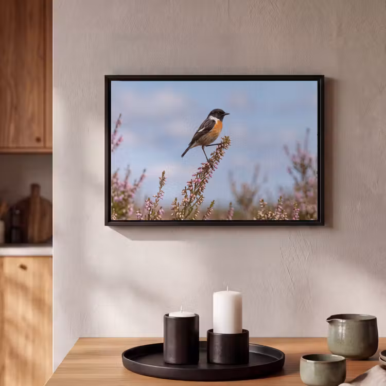 Canvas met lijst - Roodborsttapuit - Heide - Paars - Natuur - Sfeervol — 2