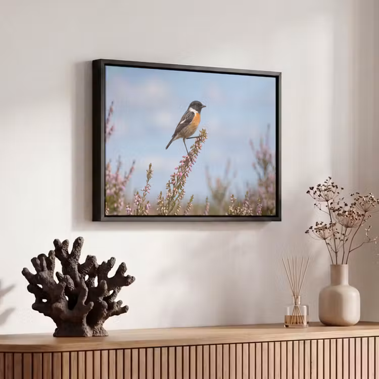 Canvas met lijst - Roodborsttapuit - Heide - Paars - Natuur - Sfeervol — 6