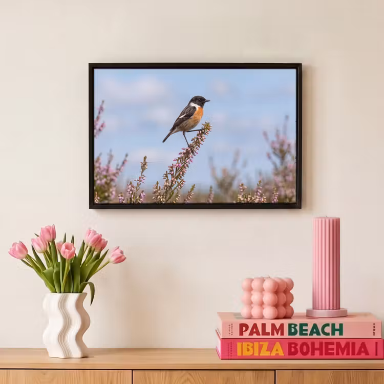 Canvas met lijst - Roodborsttapuit - Heide - Paars - Natuur - Sfeervol — 8