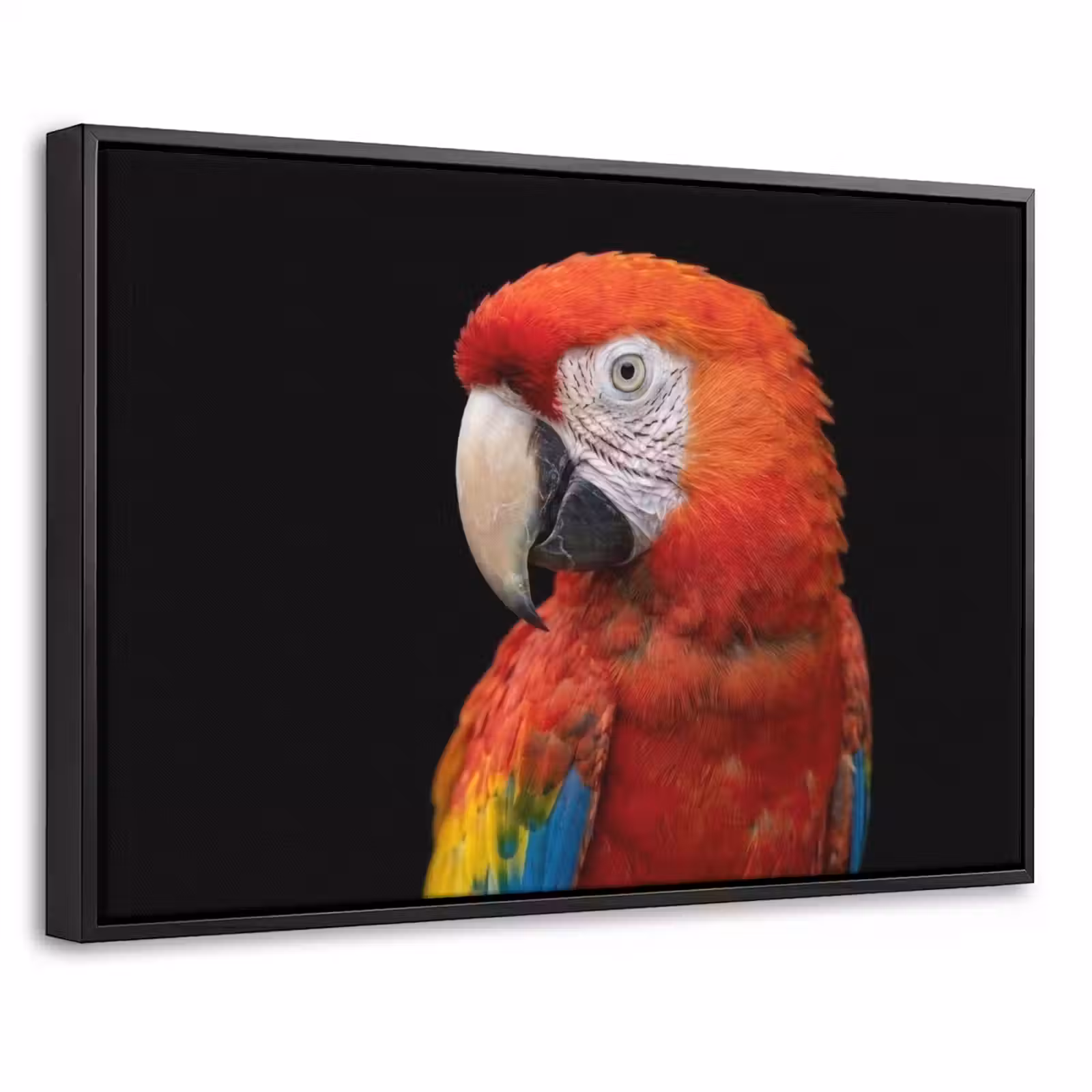Canvas met lijst - Ara - Portret - Rood — 1