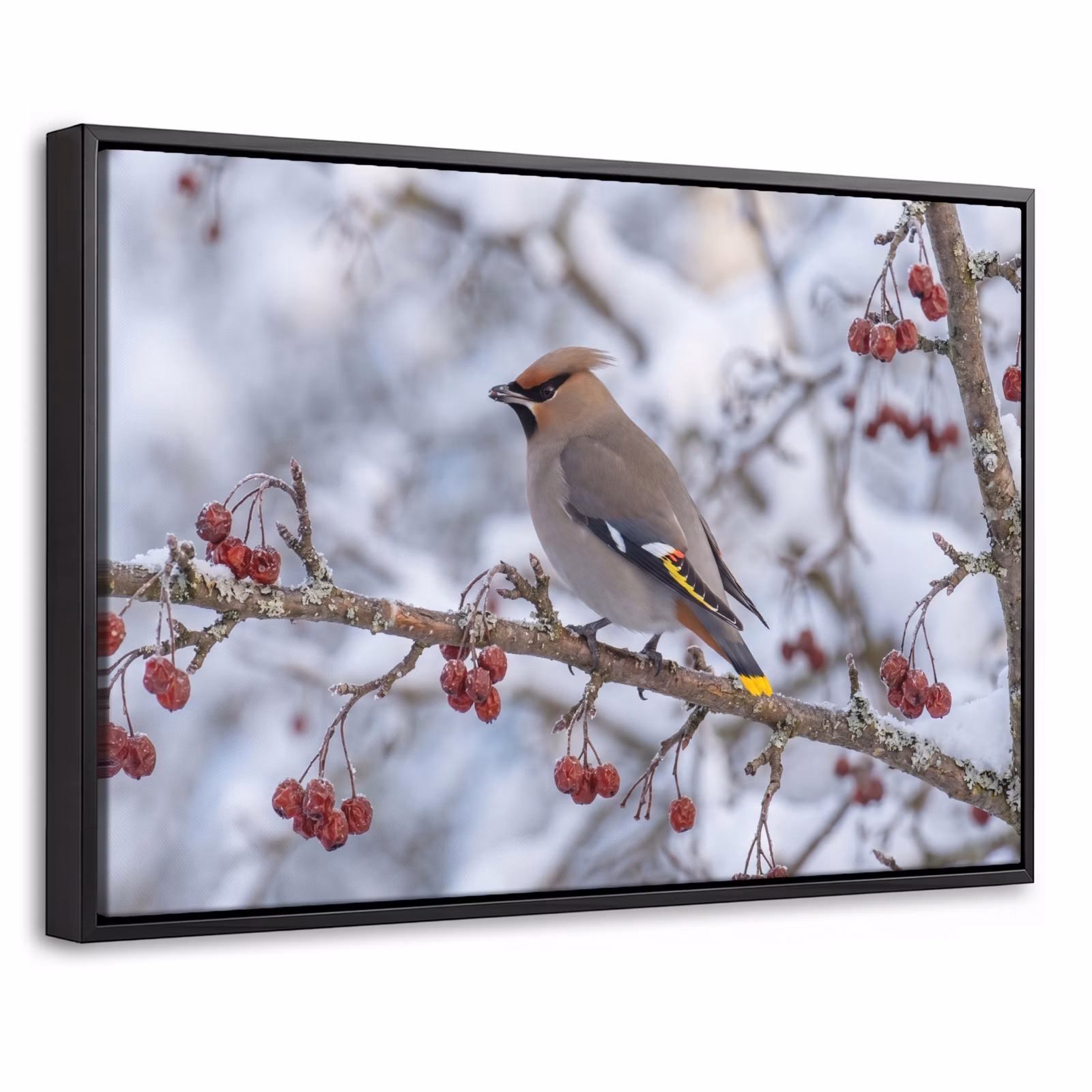 Canvas met lijst - Pestvogel - Bessen - Winter - Natuur — 1