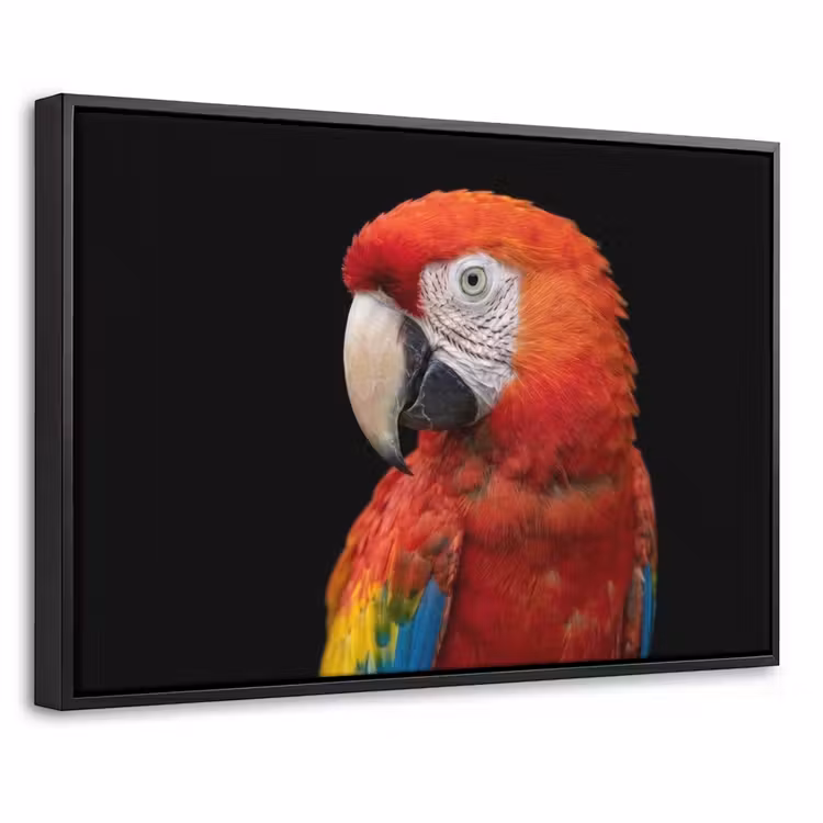 Canvas met lijst - Ara - Portret - Rood — 1