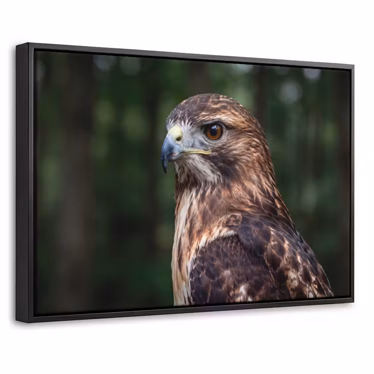 Canvas met lijst - Buizerd - Roofvogel - Natuur - Bruin — 1