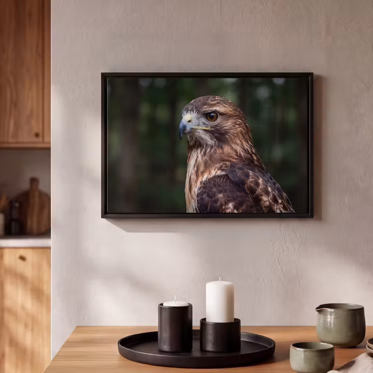 Canvas met lijst - Buizerd - Roofvogel - Natuur - Bruin — 2