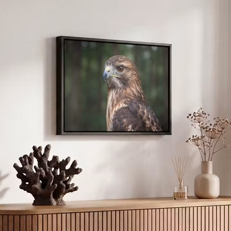Canvas met lijst - Buizerd - Roofvogel - Natuur - Bruin — 6